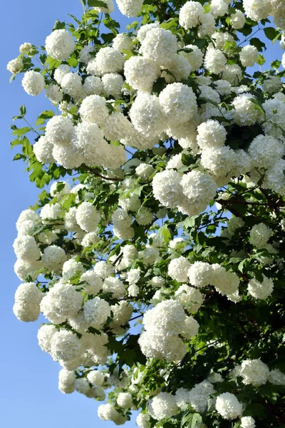 Arbusto Floreciente Viburnum Opulus Con Flores Blancas Bola Nieve Jardín —  Fotos de Stock