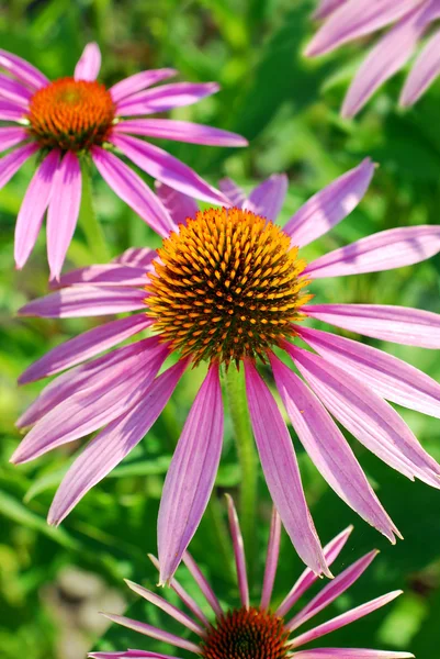 Gyönyörű echinacea virág — Stock Fotó