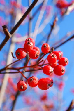 Bir dalda kırmızı viburnum üzümü