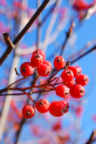 Bir dalda kırmızı viburnum üzümü — Stok fotoğraf