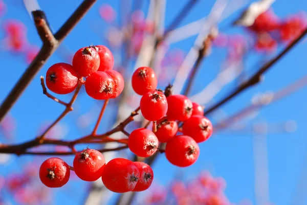 Czerwone jagody viburnum na gałęzi — Zdjęcie stockowe