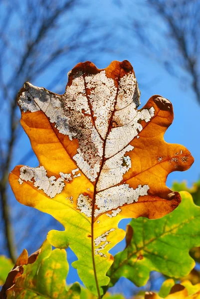 Colores del otoño — Foto de Stock