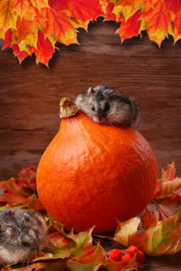 sonbahar sahne iki hamster