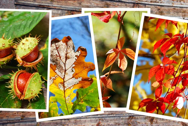 Bella collezione di immagini autunno — Foto Stock