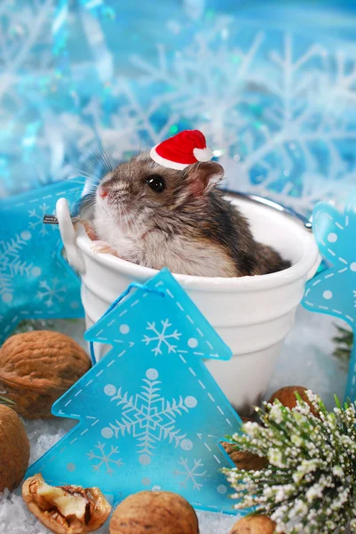 Noel Baba şapkası Noel bekliyor hamster — Stok fotoğraf