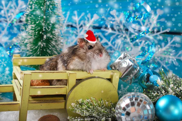 Hamster in Weihnachtsmütze wartet auf Weihnachten — Stockfoto
