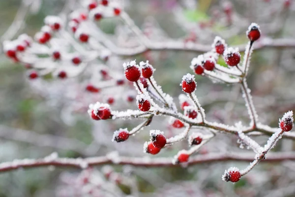 Beleza de inverno — Fotografia de Stock