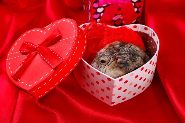 Hamster para valentine — Fotografia de Stock