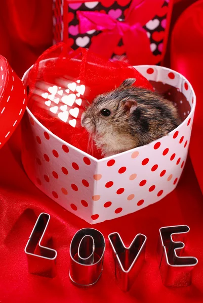 Hamster voor Valentijnskaart — Stockfoto