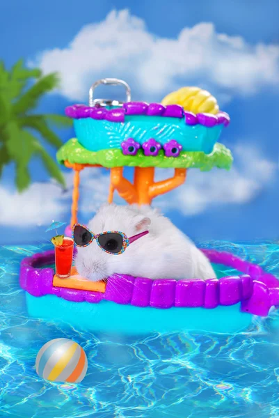 Hamster on summer holidays — Stock Photo, Image