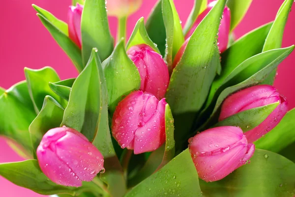 Bos van vers roze tulpen — Stockfoto
