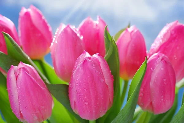 Banda čerstvých růžových tulipánů — Stock fotografie