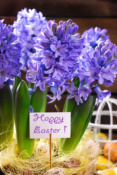 Velikonoční dekorace s čerstvými květinami Hyacint na dřevěných poz — Stock fotografie