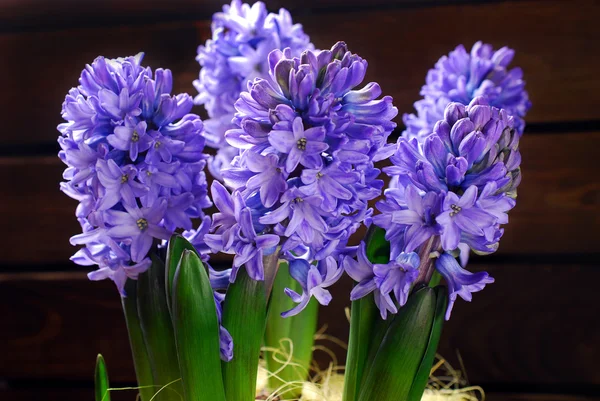 Frische Hyazinthenblüten — Stockfoto