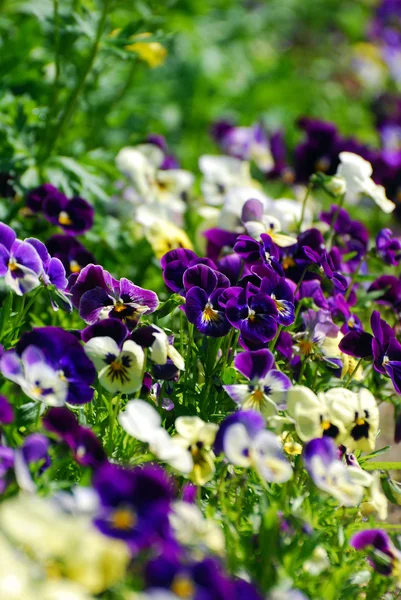 Gebied van kleurrijke viooltjes — Stockfoto