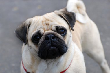 şirin pug köpek