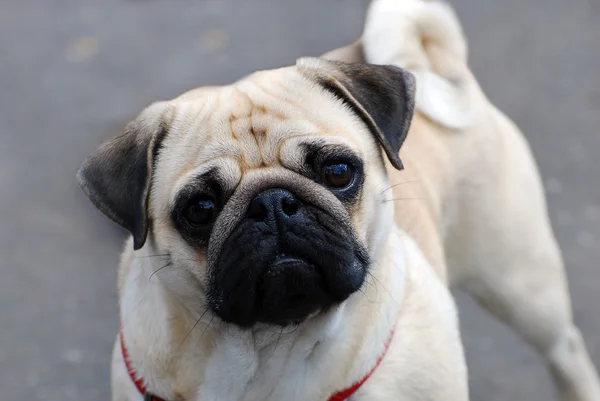 Cute pug dog — Stock Photo, Image