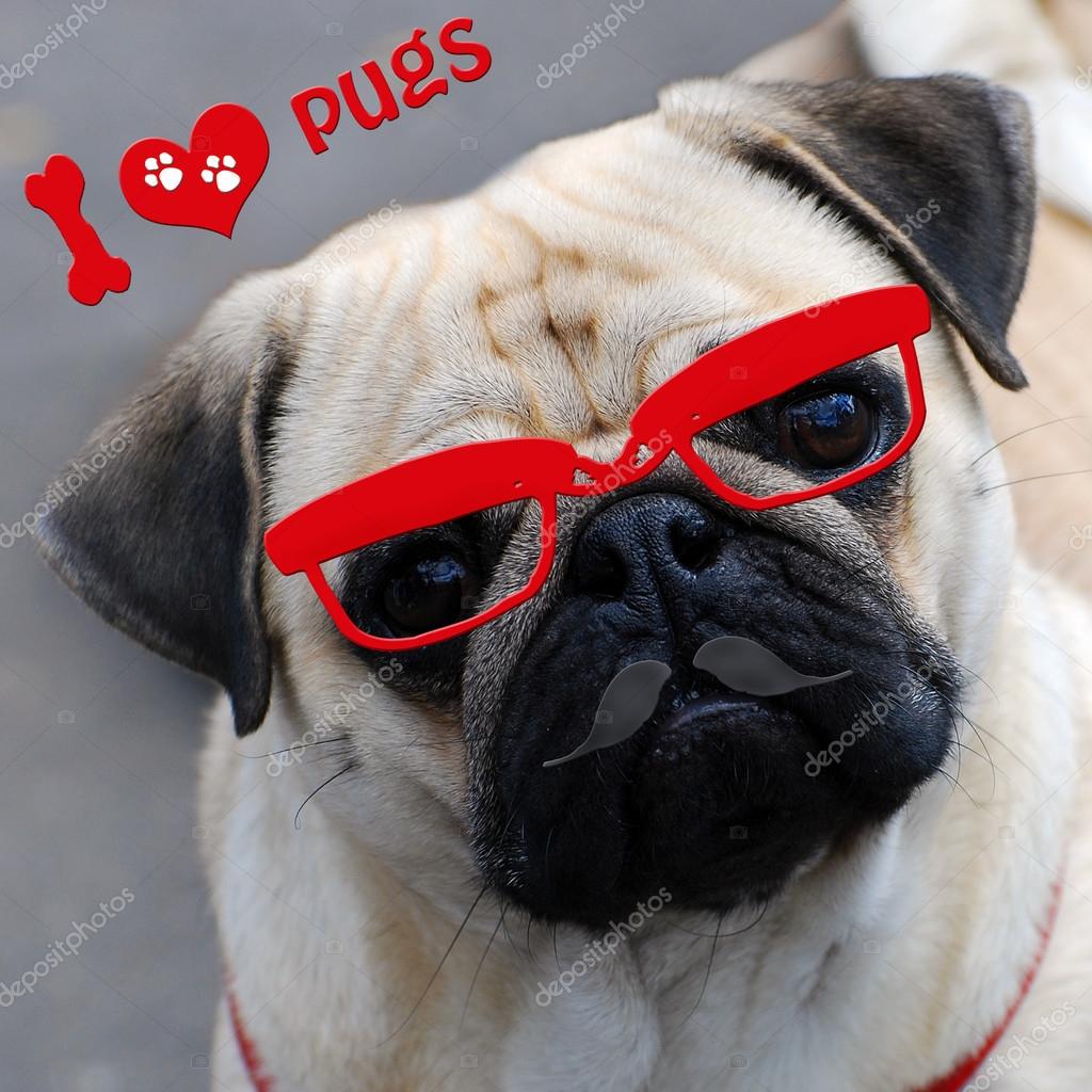 Pug Videos Funny Cute Pugs Funny Pug Videos Try Not To Laugh 2025