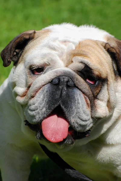 English bulldog on the grass — Stock Photo, Image