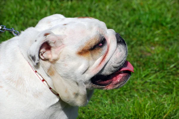 English bulldog on the grass — Stock Photo, Image