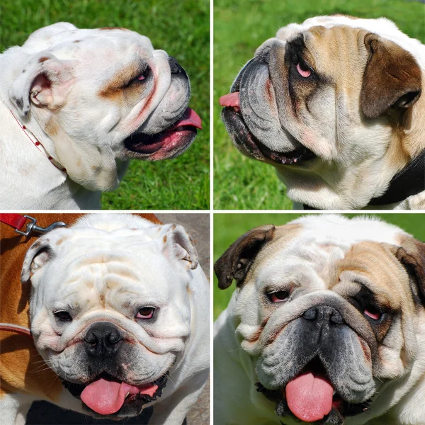 Collage with cute english bulldogs — Stock Photo, Image