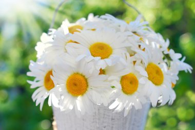 demet Papatya bahçesinde