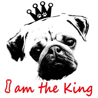 black and white graphic style pug dog as the king