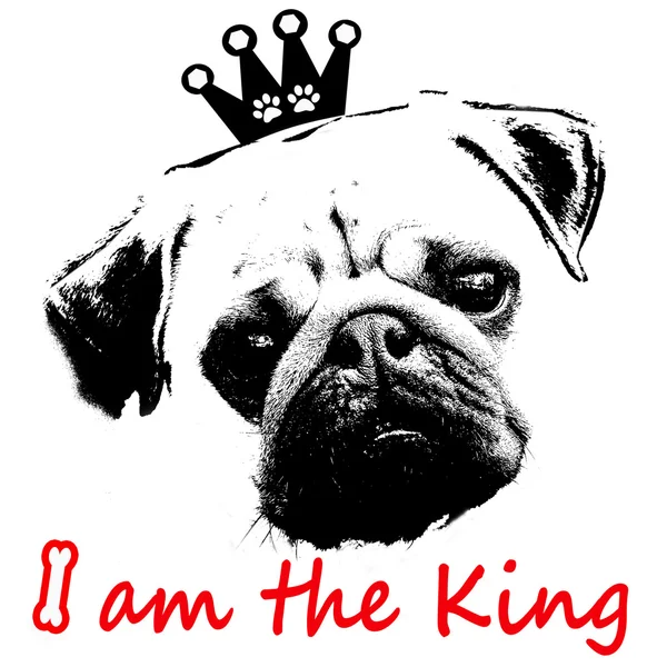 Preto e branco gráfico estilo pug cão como o rei — Fotografia de Stock