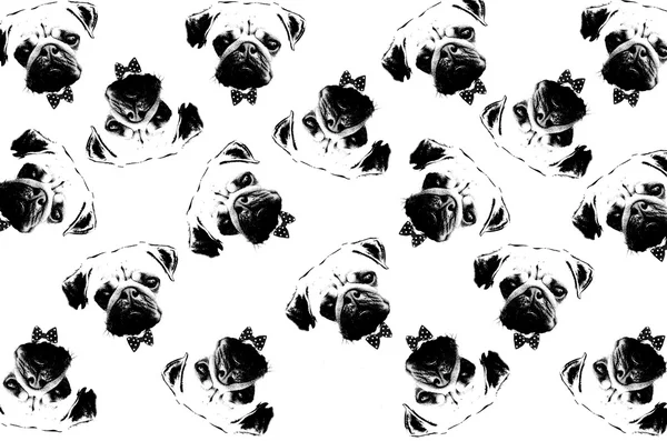 black and white graphic style pug dogs background