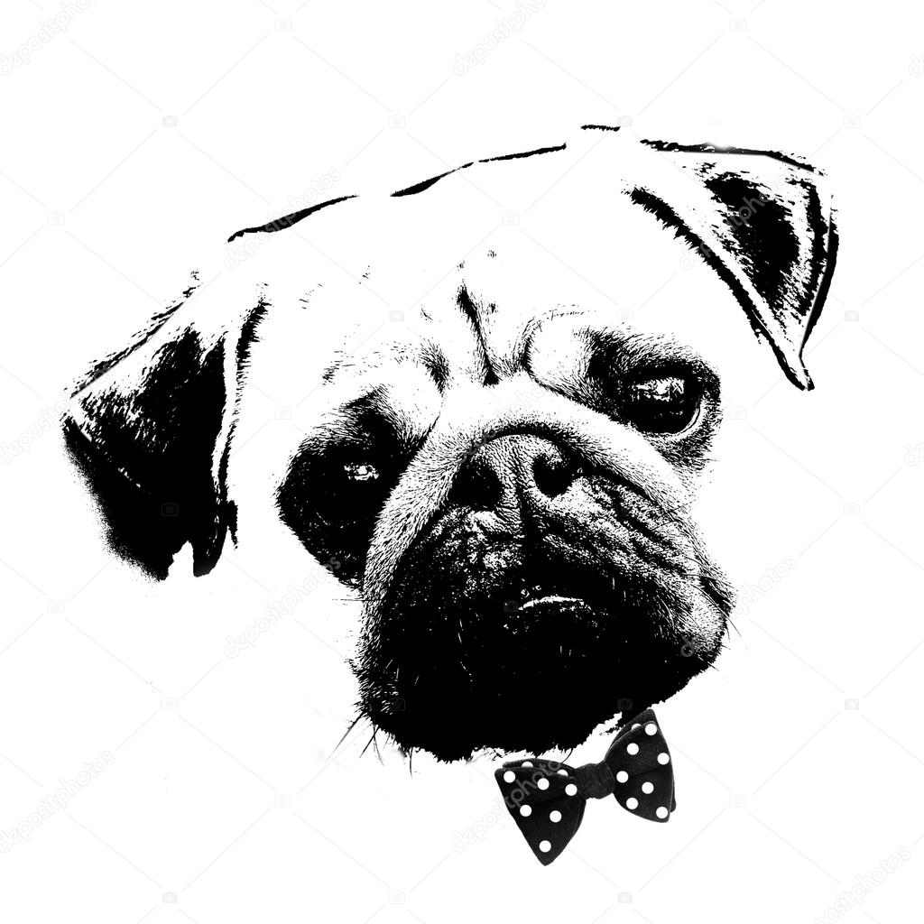 black and white graphic style pug dog