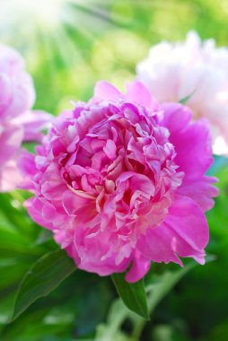 Bahçede pembe şakayık