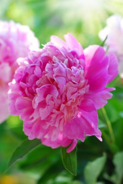 Bahçede pembe şakayık