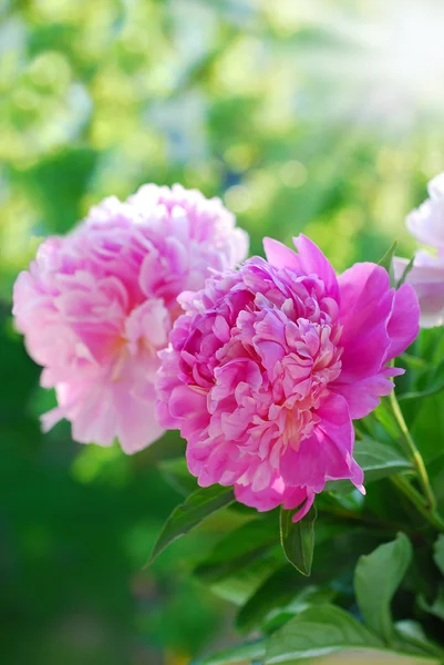 Pink peony in the garden — Stock Photo, Image