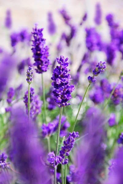 Campo de lavanda — Fotografia de Stock