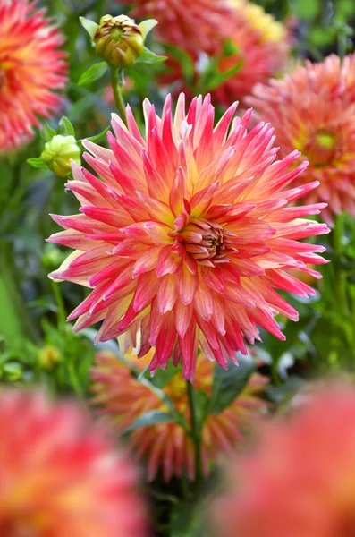 bahçede güzel dalhia çiçek