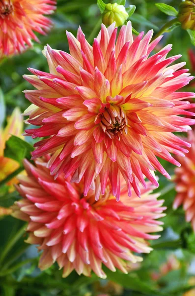 Hermosas flores dalhia en el jardín —  Fotos de Stock