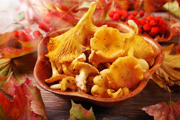 Chanterelle mushrooms in bowl — Zdjęcie stockowe