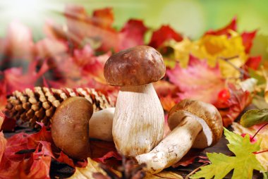 sonbahar yaprakları üzerinde taze porcini mantar