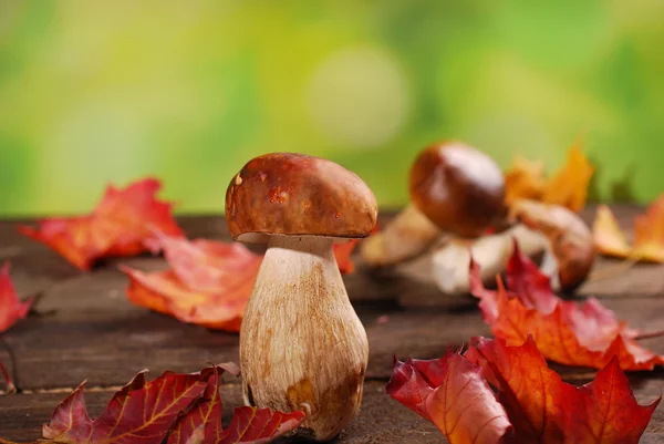 Свежие грибы из свинины на деревянном столе — стоковое фото