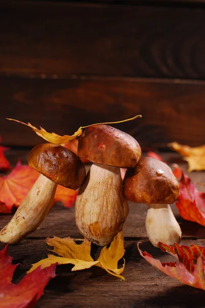 Świeże grzyby wieprzowe na drewnianym stole — Zdjęcie stockowe