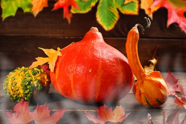 Autumn harvest on wooden background — Stock Photo, Image