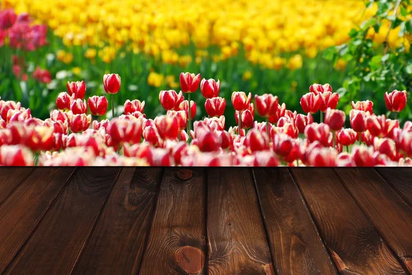 Spring tulips field and wooden background — Stock Photo, Image