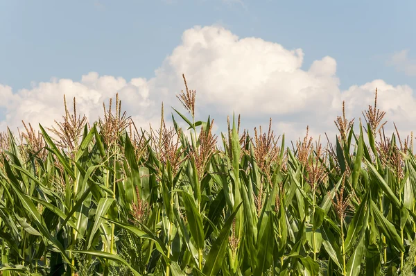 Groene gebied van maïs opgroeien — Stockfoto