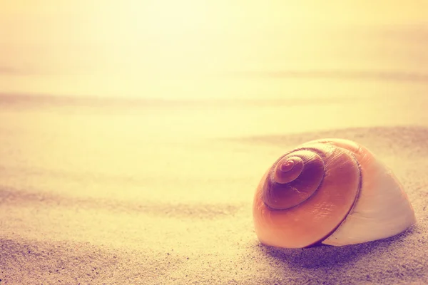 Shell On Sand — Stock Photo, Image