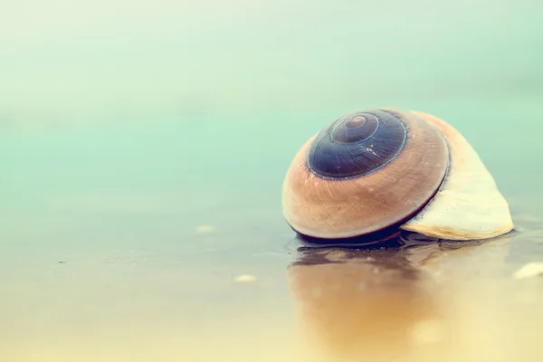 Shell On Beach — Stock Photo, Image