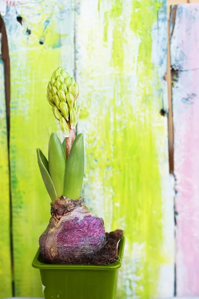 Hyacinth blomma Foto — Stockfoto