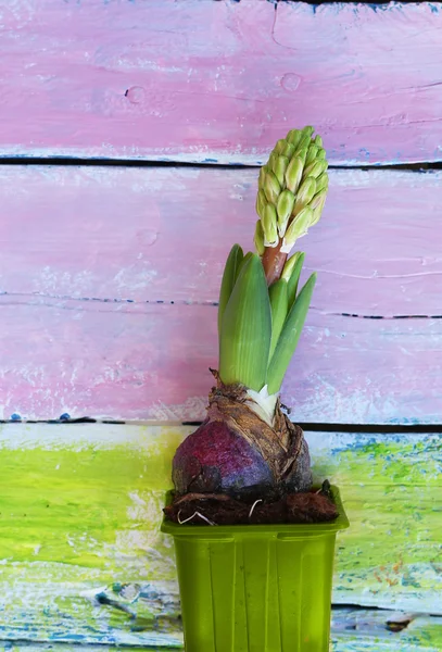 Hyacinth flor foto — Fotografia de Stock