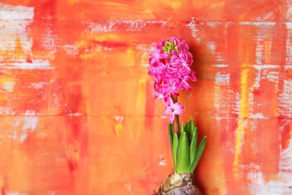 Гіацинт квітка фото — стокове фото