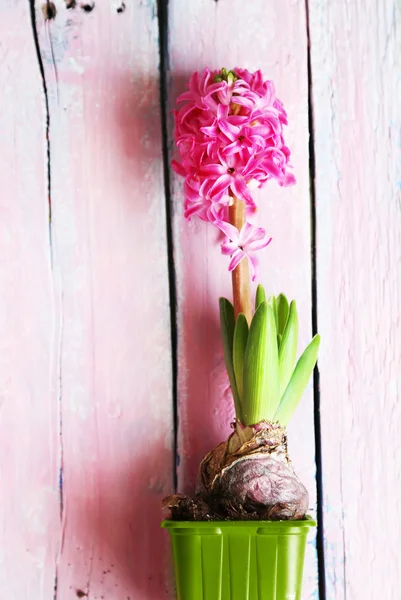 Foto di fiore del giacinto — Foto Stock