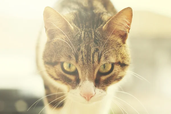 Katzenfoto — Stockfoto